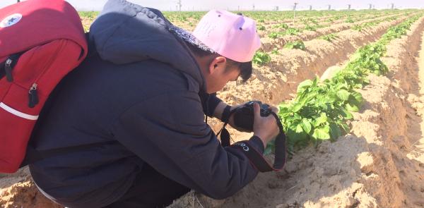 Soil observation at the organic farm