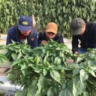 In New Technologies course  the students visit the greenhouses of the research and development center