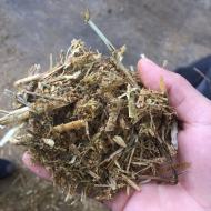 cow feeding: T.M.R system